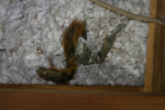 IMG_1601, Squirrel Carcass 1.JPG